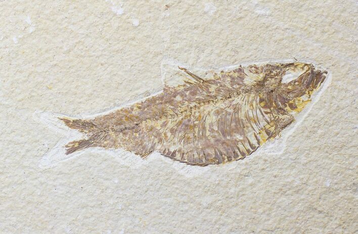 Bargain Knightia Alta Fossil Fish - Wyoming #20472